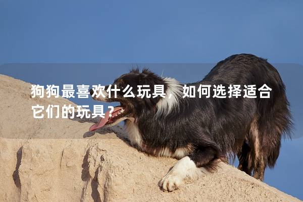 狗狗最喜歡什么玩具，如何選擇適合它們的玩具？