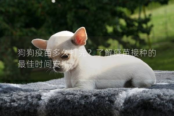 狗狗疫苗多久打完？了解疫苗接種的最佳時間安排