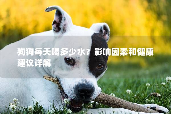 狗狗每天喝多少水？影響因素和健康建議詳解