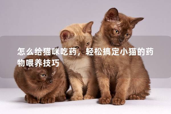 怎么給貓咪吃藥，輕松搞定小貓的藥物喂養技巧