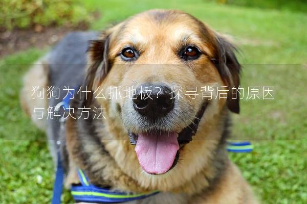 狗狗為什么抓地板？探尋背后的原因與解決方法