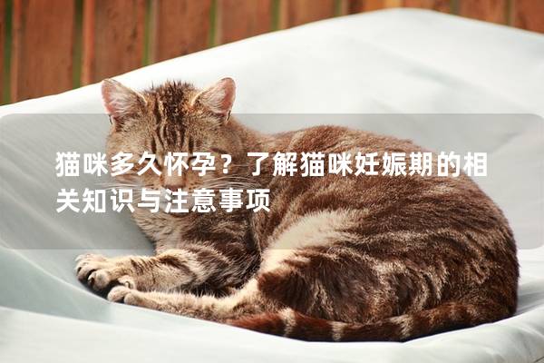 貓咪多久懷孕？了解貓咪妊娠期的相關知識與注意事項