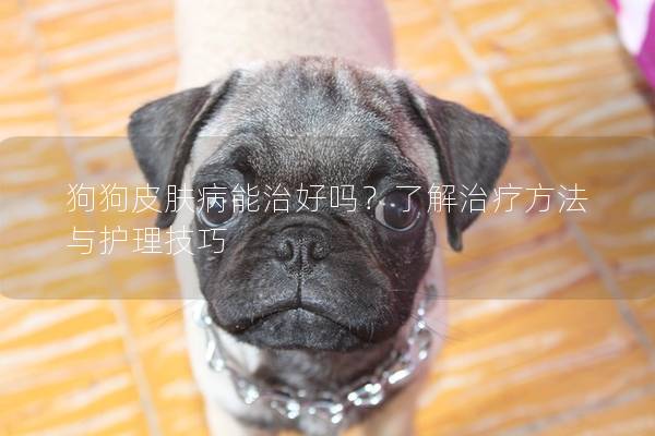 狗狗皮膚病能治好嗎？了解治療方法與護(hù)理技巧