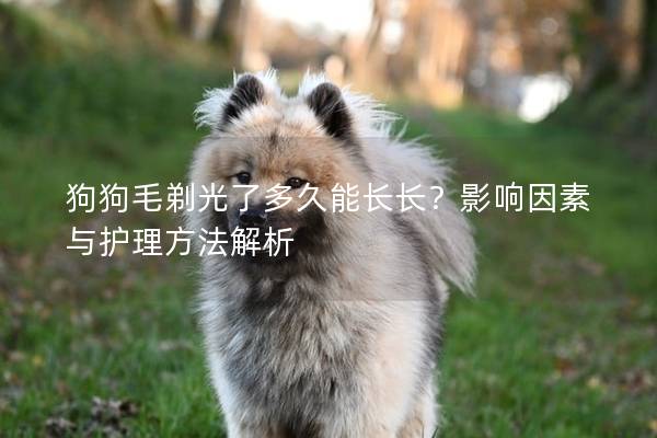 狗狗毛剃光了多久能長長？影響因素與護理方法解析