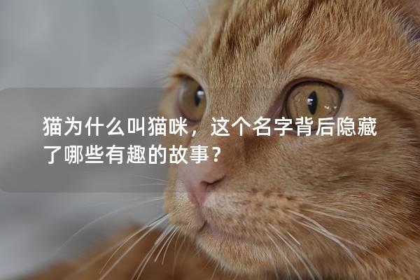 貓為什么叫貓咪，這個(gè)名字背后隱藏了哪些有趣的故事？