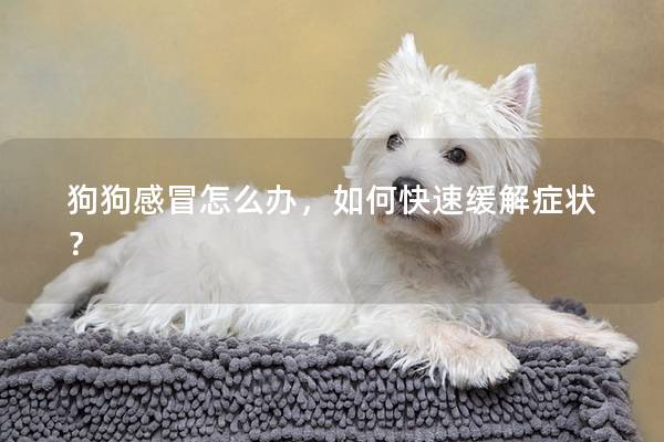 狗狗感冒怎么辦,如何快速緩解癥狀? 狗狗感冒怎么辦,如何快速緩解癥狀?