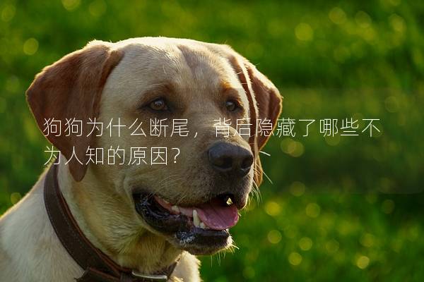 狗狗為什么斷尾，背后隱藏了哪些不為人知的原因？