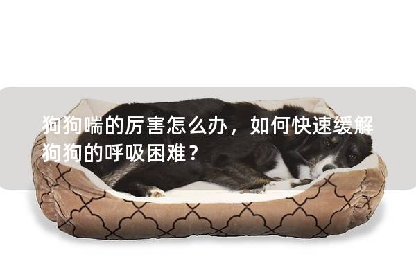 狗狗喘的厲害怎么辦，如何快速緩解狗狗的呼吸困難？