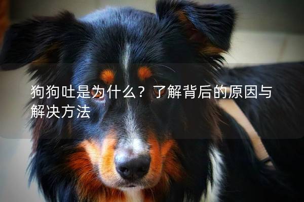 狗狗吐是為什么？了解背后的原因與解決方法