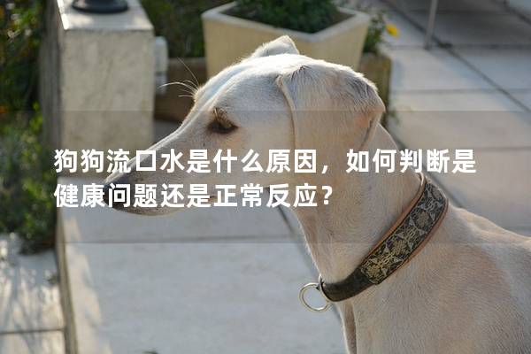 狗狗流口水是什么原因，如何判斷是健康問題還是正常反應？