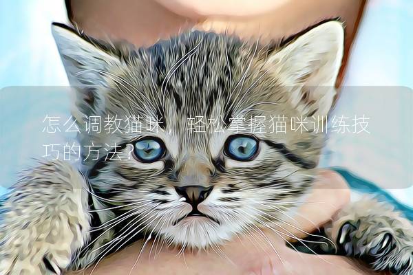 怎么調教貓咪，輕松掌握貓咪訓練技巧的方法？