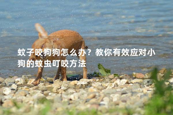 蚊子咬狗狗怎么辦？教你有效應(yīng)對小狗的蚊蟲叮咬方法