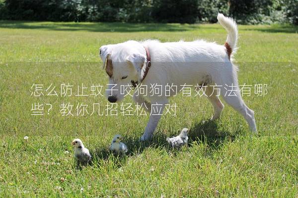 怎么防止蚊子咬狗狗的有效方法有哪些？教你幾招輕松應對