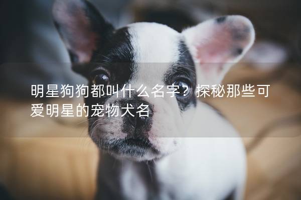 明星狗狗都叫什么名字？探秘那些可愛明星的寵物犬名