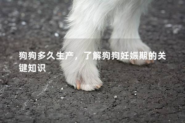 狗狗多久生產(chǎn)，了解狗狗妊娠期的關(guān)鍵知識(shí)