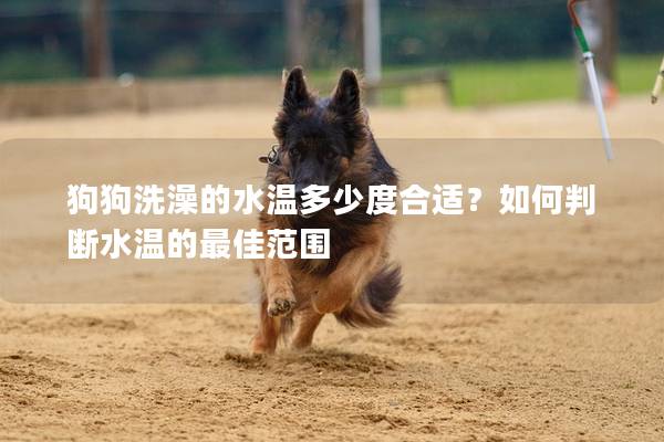 狗狗洗澡的水溫多少度合適？如何判斷水溫的最佳范圍