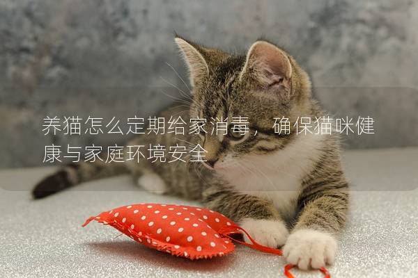 養(yǎng)貓?jiān)趺炊ㄆ诮o家消毒，確保貓咪健康與家庭環(huán)境安全