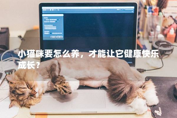 小貓咪要怎么養，才能讓它健康快樂成長？