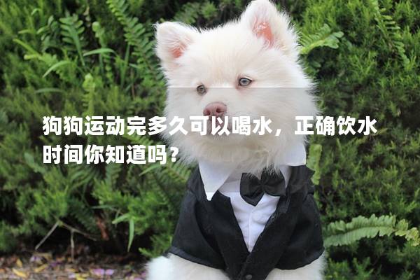 狗狗運動完多久可以喝水，正確飲水時間你知道嗎？