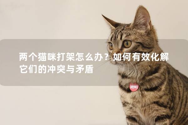 兩個貓咪打架怎么辦？如何有效化解它們的沖突與矛盾