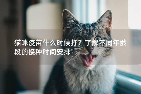 貓咪疫苗什么時候打？了解不同年齡段的接種時間安排