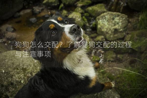 狗狗怎么交配？了解狗狗交配的過程與注意事項