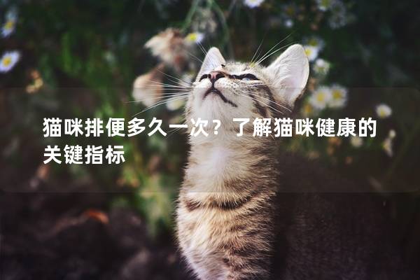 貓咪排便多久一次？了解貓咪健康的關(guān)鍵指標(biāo)