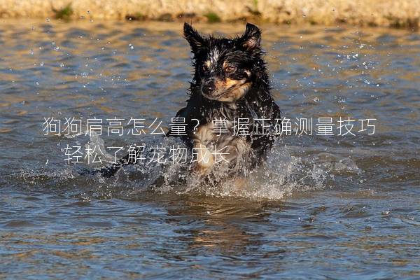 狗狗肩高怎么量？掌握正確測量技巧，輕松了解寵物成長