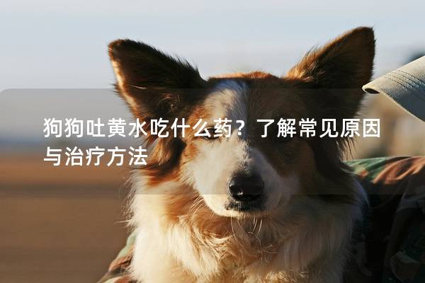 狗狗吐黃水吃什么藥？了解常見(jiàn)原因與治療方法
