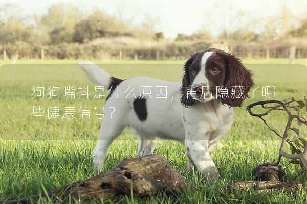 狗狗嘴抖是什么原因，背后隱藏了哪些健康信號？