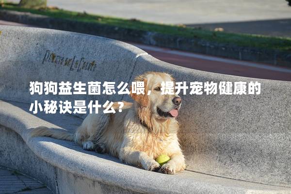 狗狗益生菌怎么喂，提升寵物健康的小秘訣是什么？