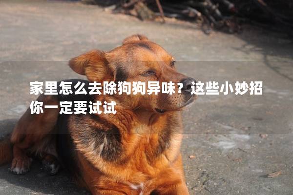 家里怎么去除狗狗異味？這些小妙招你一定要試試