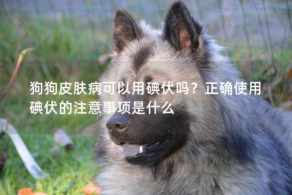 狗狗皮膚病可以用碘伏嗎？正確使用碘伏的注意事項是什么