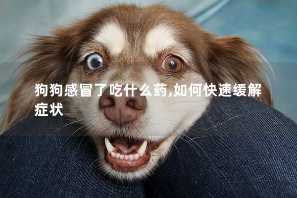 狗狗感冒了吃什么藥,如何快速緩解癥狀