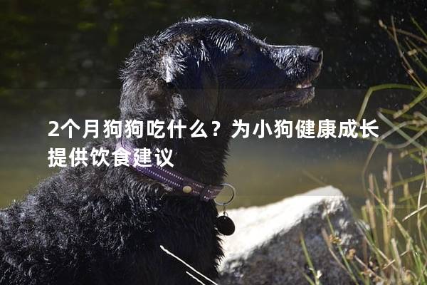 2個月狗狗吃什么？為小狗健康成長提供飲食建議