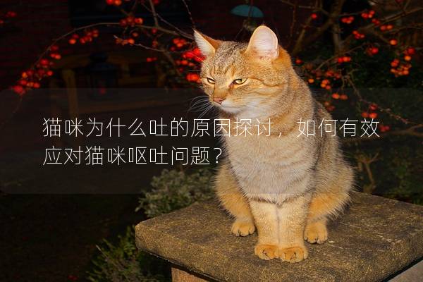 貓咪為什么吐的原因探討,如何有效應對貓咪嘔吐問題?