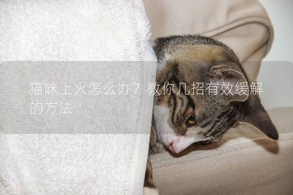 貓咪上火怎么辦？教你幾招有效緩解的方法