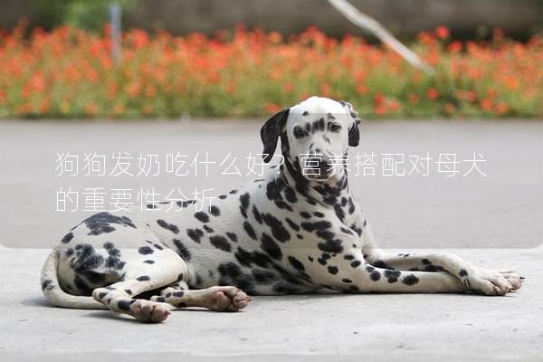狗狗發奶吃什么好？營養搭配對母犬的重要性分析