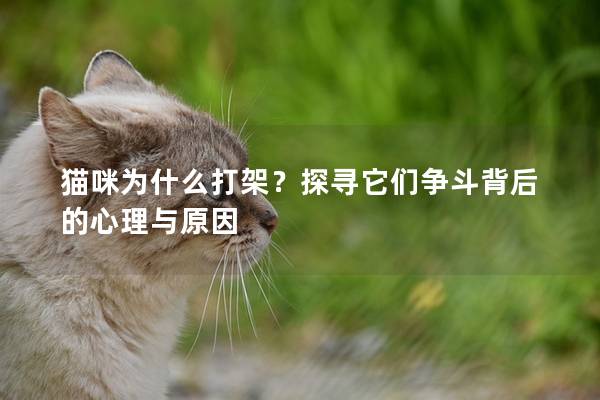 貓咪為什么打架？探尋它們爭斗背后的心理與原因