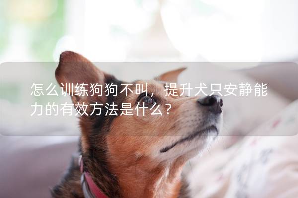 怎么訓(xùn)練狗狗不叫，提升犬只安靜能力的有效方法是什么？