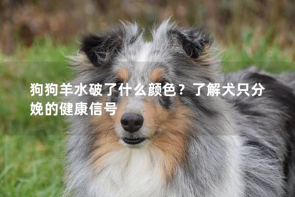 狗狗羊水破了什么顏色？了解犬只分娩的健康信號