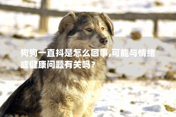 狗狗一直抖是怎么回事,可能與情緒或健康問題有關嗎？