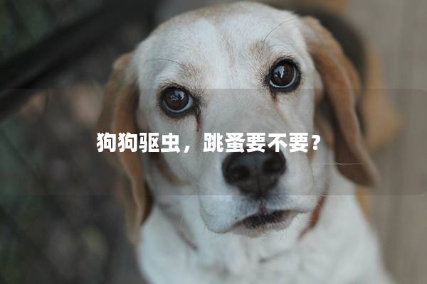 狗狗驅(qū)蟲，跳蚤要不要？