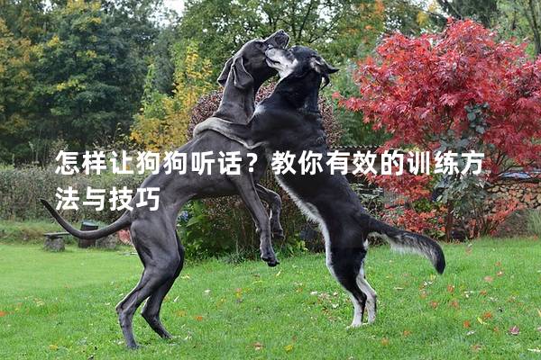 怎樣讓狗狗聽話？教你有效的訓(xùn)練方法與技巧