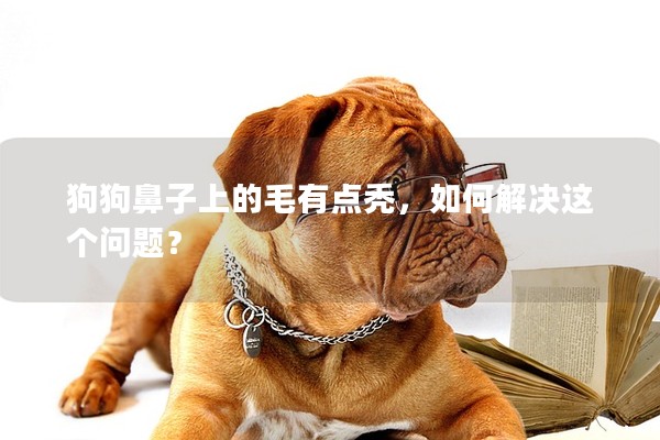 狗狗鼻子上的毛有點禿，如何解決這個問題？