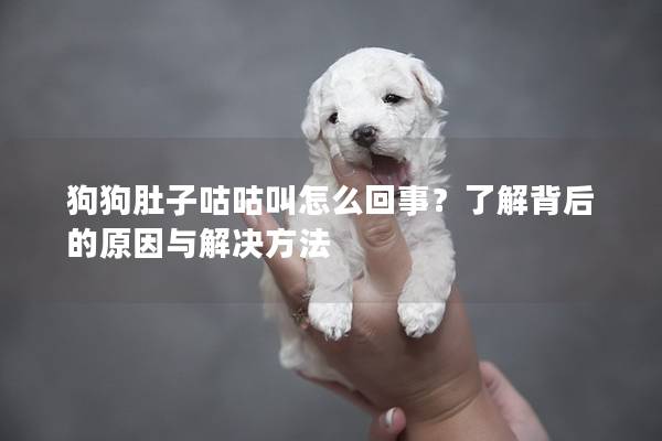 狗狗肚子咕咕叫怎么回事？了解背后的原因與解決方法