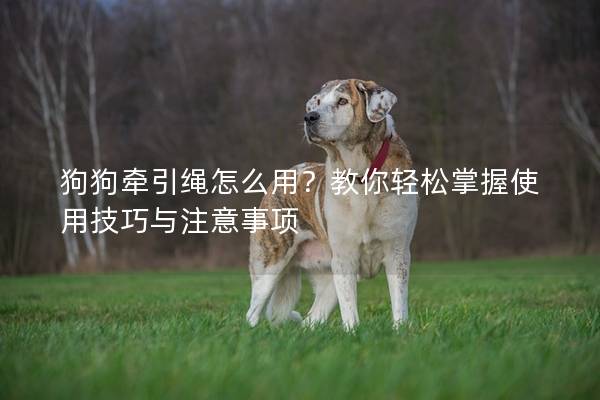 狗狗牽引繩怎么用？教你輕松掌握使用技巧與注意事項