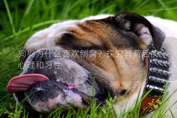 狗狗為什么喜歡刨窩？探究其背后的心理和習性