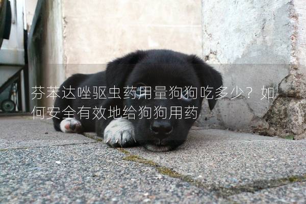 芬苯達唑驅蟲藥用量狗狗吃多少？如何安全有效地給狗狗用藥