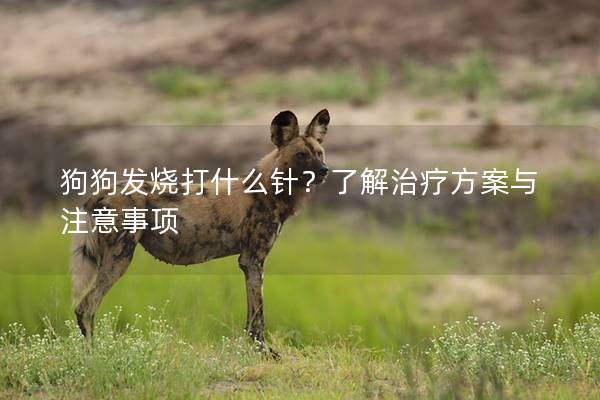 狗狗發燒打什么針？了解治療方案與注意事項